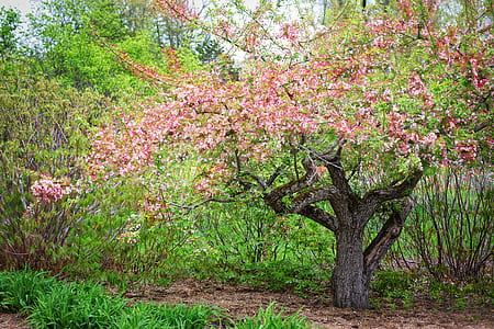 pink sakura tree photography thumbnail