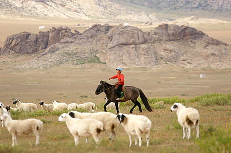 man riding brown horse surrounded by sheep thumbnail