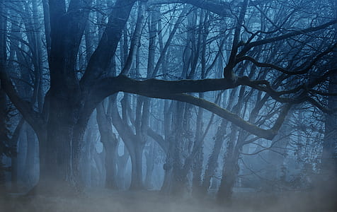 black leafless trees thumbnail