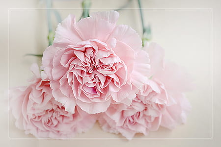 three pink paper flowers thumbnail