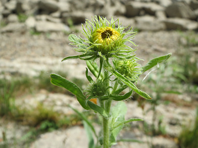 Inula Britannica, British Yellowhead thumbnail