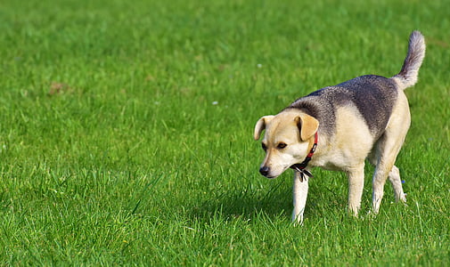 adult short-coated white and black dog walking on green grass thumbnail