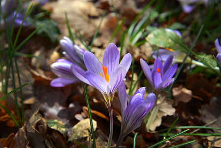 purple petal flower thumbnail