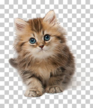 Cat Kitten Cuteness , Cat, brown tabby kitten PNG clipart