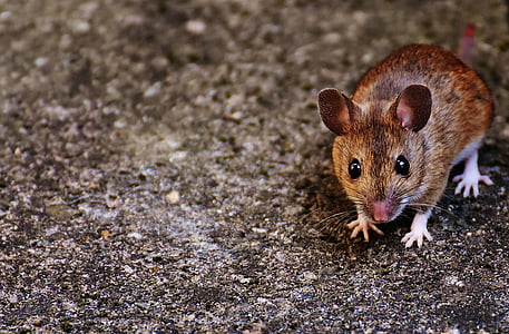 brown rodent on gray surface thumbnail