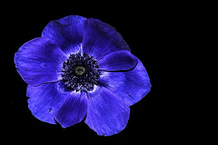 selective focus photography of blue anemone flower thumbnail