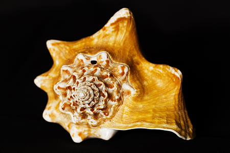 brown conch shell thumbnail