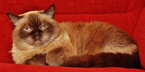 beige and brown Himalayan cat on red sofa thumbnail