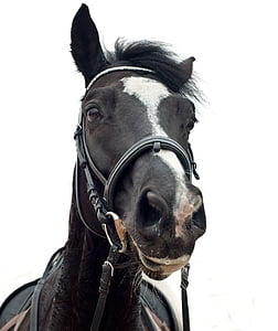 black horse photo thumbnail