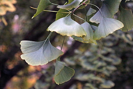 Leaves of a ginkgo tree. thumbnail