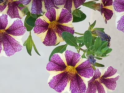 purple-and-beige petaled flowers in selective focus photography thumbnail