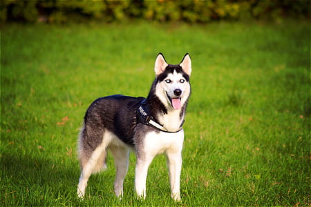 white and black Siberian husky standing on grass field thumbnail