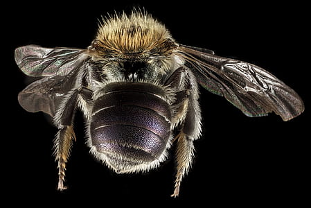carpenter bee in close-up photography thumbnail