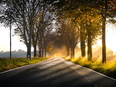 gray empty road between trees at daytime thumbnail