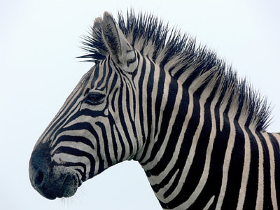 portrait of zebra thumbnail
