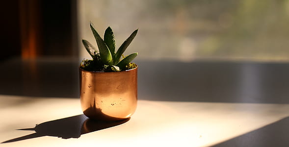 succulent plant in gray pot thumbnail