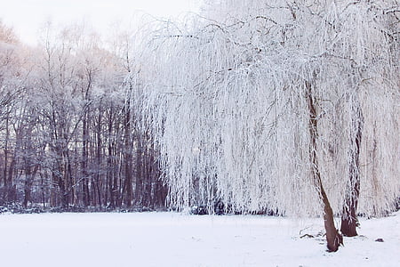 tree covered with snow during daytime thumbnail