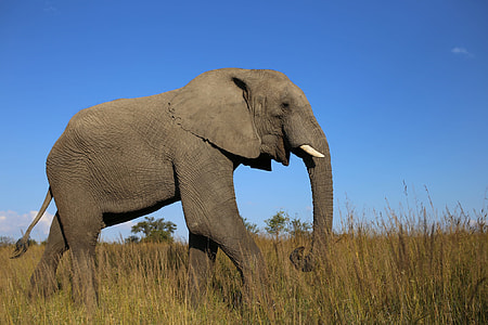 elephant walking on grass field thumbnail