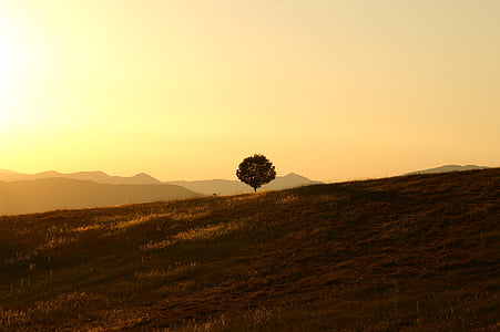 green leaf tree over silhouette of mountain during sunset thumbnail