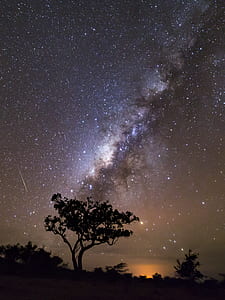 tall tree under stars at nighttime thumbnail