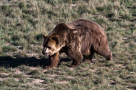 brown bear on green grass thumbnail