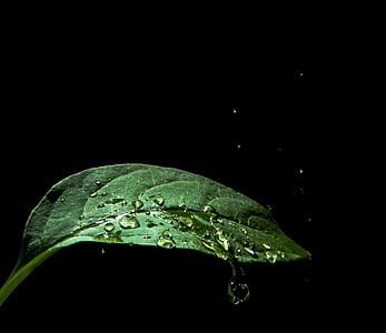 green leaf with water droplets thumbnail