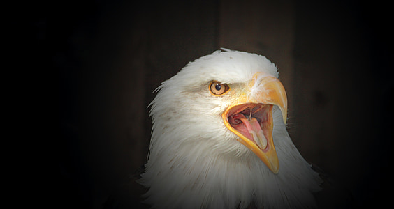 white bird with an open wide mouth thumbnail