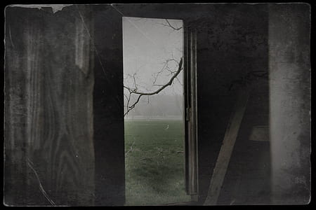 grayscale photography of open door leading to bare tree branch thumbnail