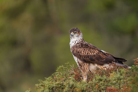 black, brown, and white eagle standing on green grass thumbnail