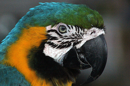 green, white and orange bird thumbnail