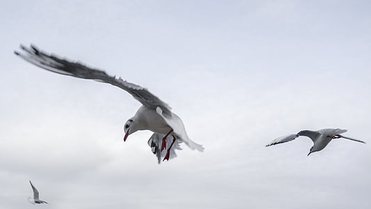 low angle photo of two seagulls flying under white clouds thumbnail
