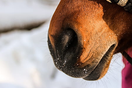closeup photo of animal nose thumbnail