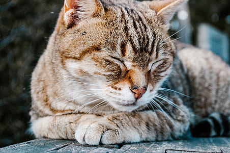photo of short-fur brown tabby cat thumbnail