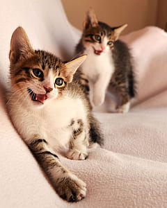 eyes, fur, animals, pets thumbnail