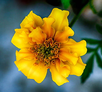 selective focus photo of yellow petaled flower thumbnail