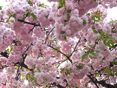 pink flowers thumbnail