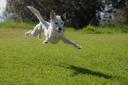 short-coated white dog jumping on grass field during daytime thumbnail