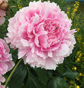 pink flower outdoor thumbnail