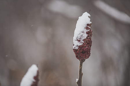 Close up of a snow covered sumac branch with blurred background thumbnail