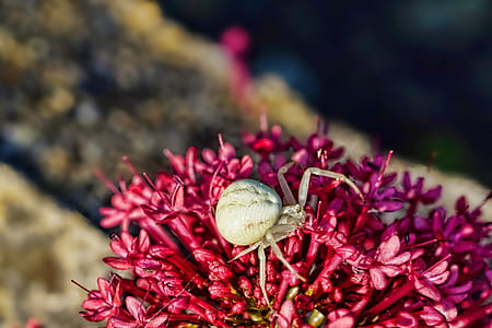 selective focus photography of white crab spider perched on red petaled flowers thumbnail
