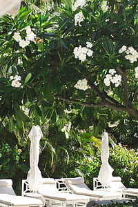 white lounges under the tree thumbnail