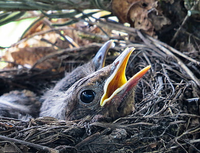 two black chicks in gray bird's nest thumbnail