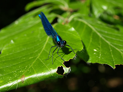 Dragonfly, Blue-Winged Demoiselle thumbnail
