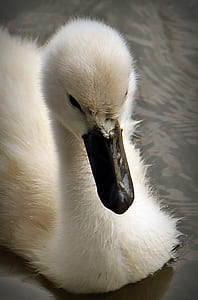 white duck on body of water thumbnail