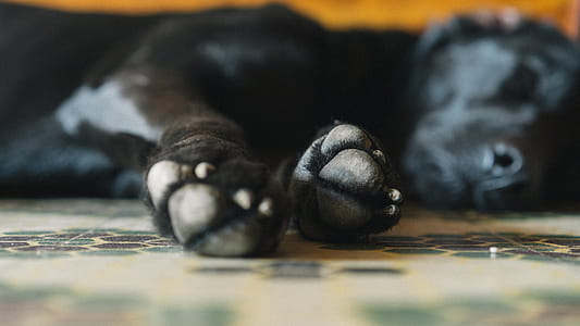 Dog Paws Photo thumbnail