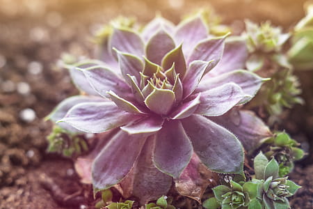 Macro Photography Of Succulent Plant thumbnail