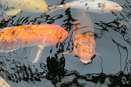 koi fish in body of water thumbnail