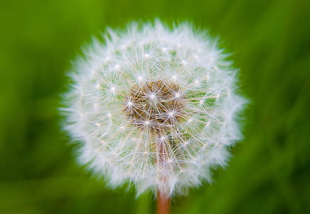 white dandelion flower in focus photography thumbnail