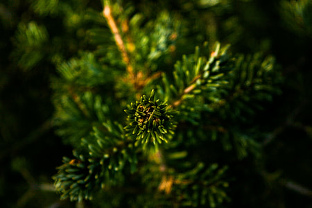 close-up, photo, green plant, plant thumbnail
