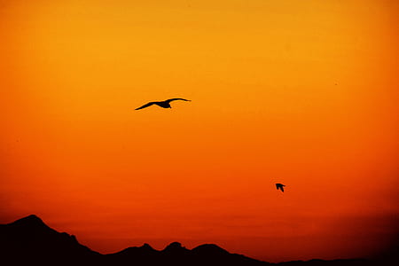 silhouette of bird flying in the sky thumbnail